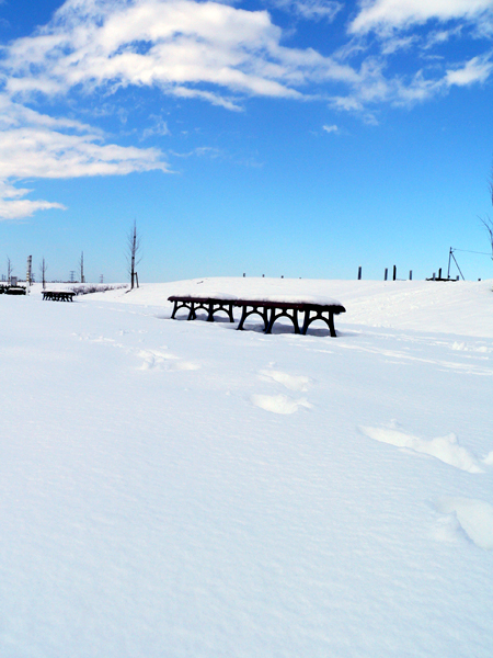 雪原