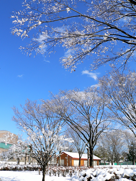 雪模様