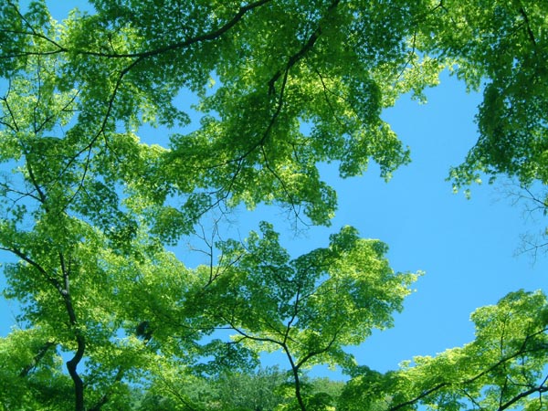 鎌倉の新緑