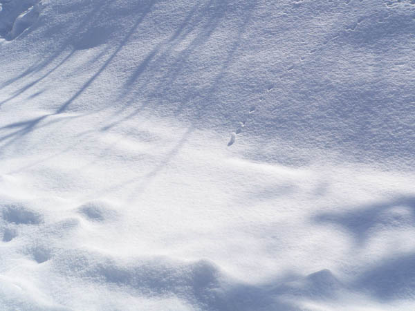 雪コロコロ