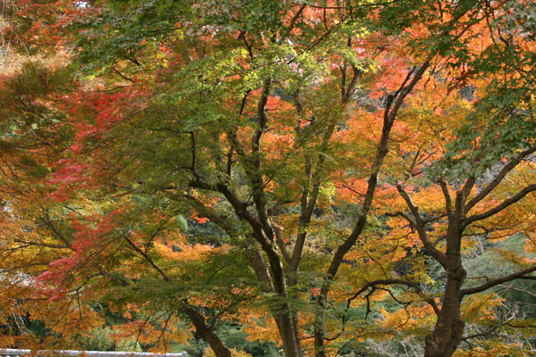 紅葉
