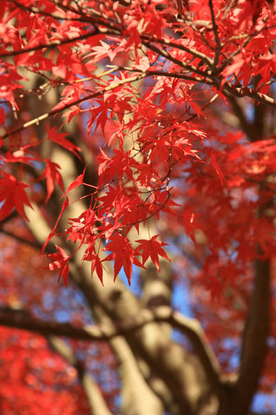 鎌倉の紅葉