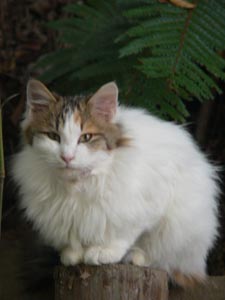 釈迦堂の猫